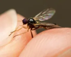 Leptopeza disparilis thumbnail 1