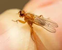 Large Mantis Dung Fly thumbnail 1