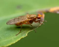 Scathophaga spurca thumbnail 1