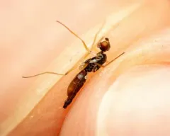 Strongylophthalmyia angustipennis thumbnail 1