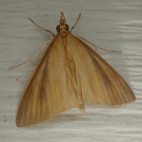 Streaked Orange Moth