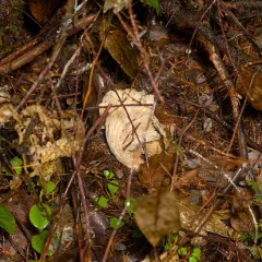 White Chanterelle thumbnail 3