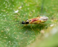 Phacelia Plant Bug thumbnail 2