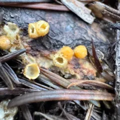 cannonball fungus thumbnail 4