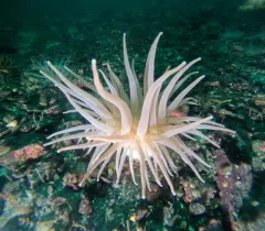 Cribrinopsis fernaldi thumbnail 4