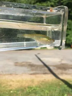 Northern Starhead Topminnow thumbnail 2