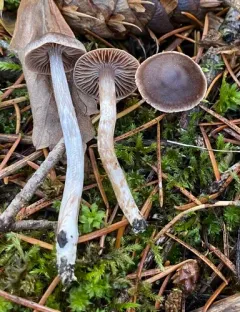 Cortinarius ferrugineovelatus thumbnail 2