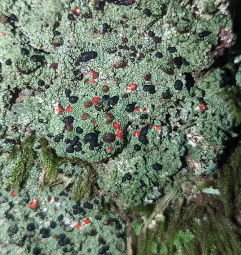 Bloody-heart Lichen