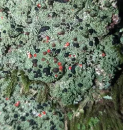 Bloody-heart Lichen thumbnail 1