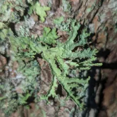 Herre's Ragged Lichen thumbnail 2