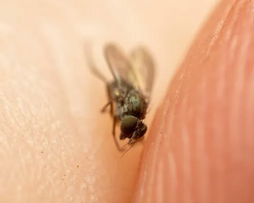 Peloropeodes cornutus