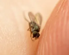 Peloropeodes cornutus thumbnail 1