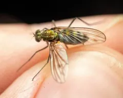 Liancalus limbatus thumbnail 1