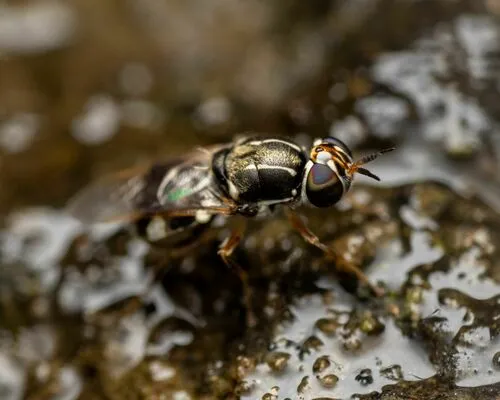Euparyphus albipilosus