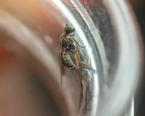 Clinocera lineata