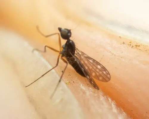 Dolichocephala argus