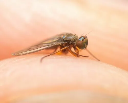 Campsicnemus degener