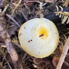 Gold Dust Waxy Cap thumbnail 4
