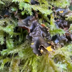 Mustard Kidney Lichen thumbnail 3