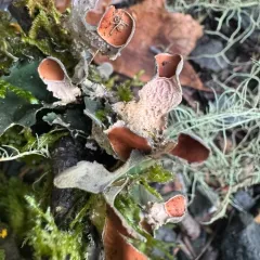 Pimpled Kidney Lichen thumbnail 4