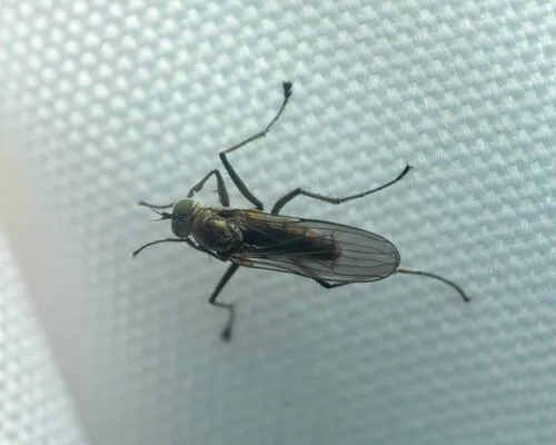 Hydrophorus breviseta