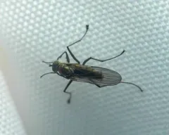 Hydrophorus breviseta thumbnail 1