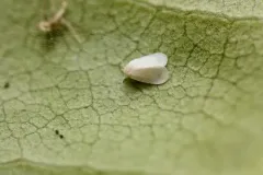 Greenhouse Whitefly thumbnail 1