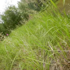 bitter fleabane thumbnail 1