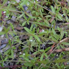 three-petal bedstraw thumbnail 4