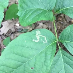 Phytomyza aralivora thumbnail 3