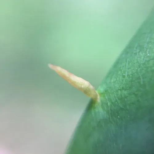 Maple Spindle Gall Mite