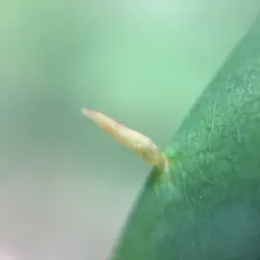 Maple Spindle Gall Mite thumbnail 1