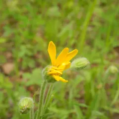 chamisso arnica thumbnail 3