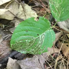 Phytomyza agromyzina thumbnail 3