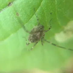 Painted Harvestman thumbnail 4