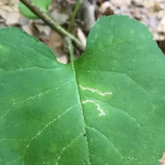 Scrobipalpula manierreorum thumbnail 2