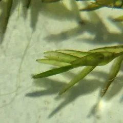 New England Willowmoss thumbnail 4