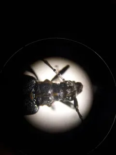 Enoploderes vitticollis thumbnail 3