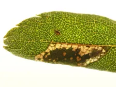 Caloptilia asplenifoliatella thumbnail 3
