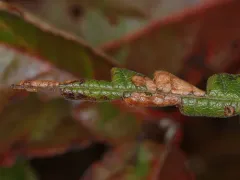 Parornix peregrinaella thumbnail 4