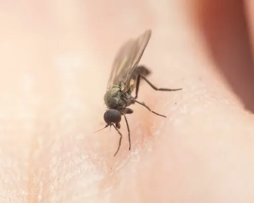 Schistostoma cirripes