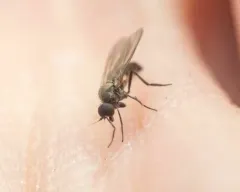 Schistostoma cirripes thumbnail 1