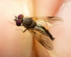 Symphoromyia sackeni thumbnail 1