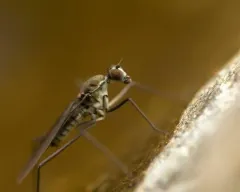 Trichoclinocera dolicheretma thumbnail 1
