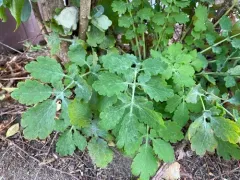 Erysiphe macleayae thumbnail 4