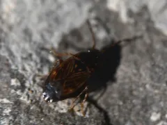 Cryphula trimaculata thumbnail 4