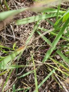Formica querquetulana thumbnail 1