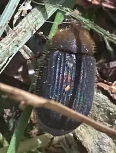 Serica iricolor thumbnail 4