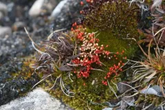 Wright's Bryum thumbnail 2