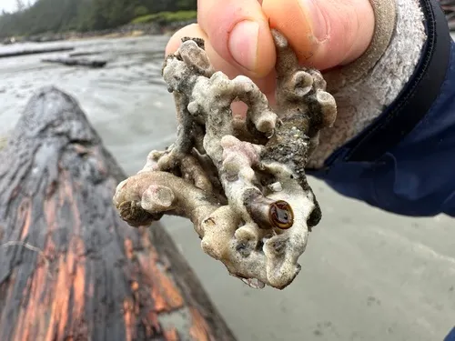 Cemented Sandmason Tubeworm
